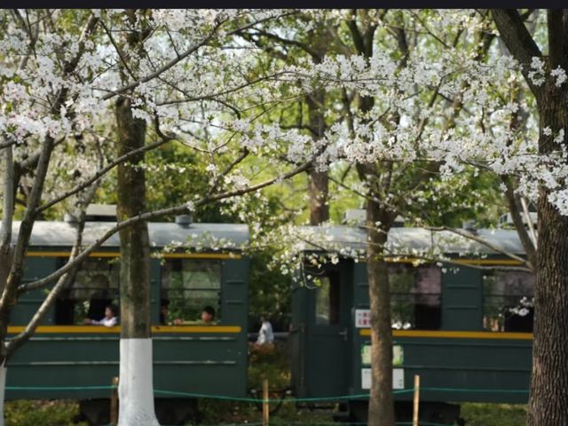 White Tower Park Cherry Blossoms– Hangzhou's Best-Kept Sakura Secret