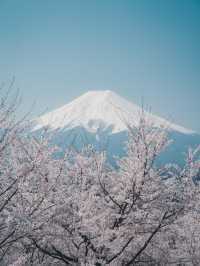【桜スポット】山梨の新倉山浅間公園