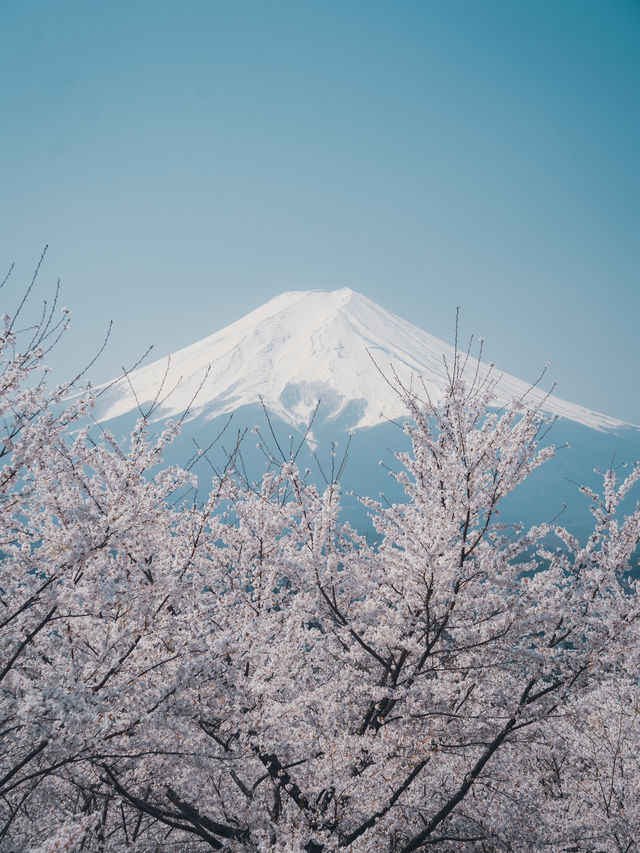 【桜スポット】山梨の新倉山浅間公園