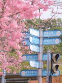 Guangzhou's cherry blossoms are in full bloom, so beautiful in pink! 🌸