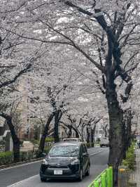 Tokyo Daily Life / Local Hidden Cherry Blossom Spots Loved by Residents Every Year
