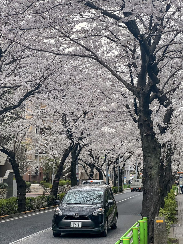 Tokyo Daily Life / Local Hidden Cherry Blossom Spots Loved by Residents Every Year