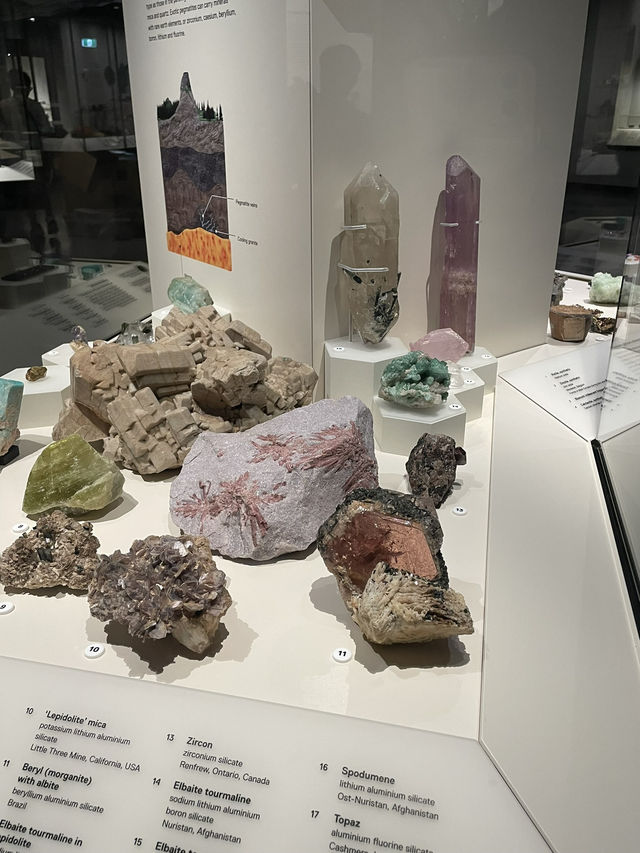 澳洲悉尼市區好去處｜Australian Museum親子必參觀🦖