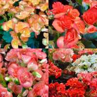 🌺🌸 #แลนด์มาร์คใหม่ระยอง  WondrousBloom 🌷