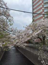 東京｜神田川櫻並木的春日盛宴