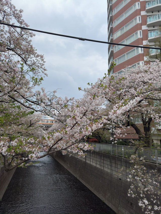 東京｜神田川櫻並木的春日盛宴