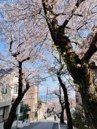 Kobe's Cherry Blossoms Are In Full Bloom! 🌸 8 Lesser-Known Cherry Blossom Spots with Maps + Routes