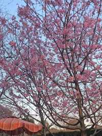 Cherry blossom viewing at the Gardens of Twelve Friends