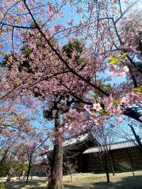 Last Chance for Sakura! Kyoto's Tō-ji Temple