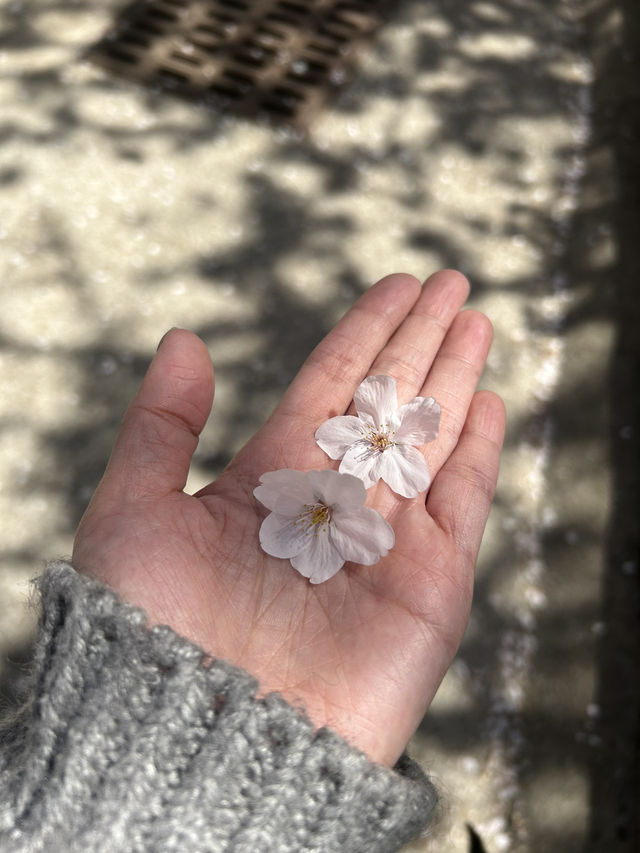 <釜山＞充滿文藝氣息的❤️白淺灘文化村❤️