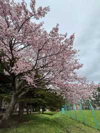 Maruyama Park: Where Amazing Cherry Blossoms