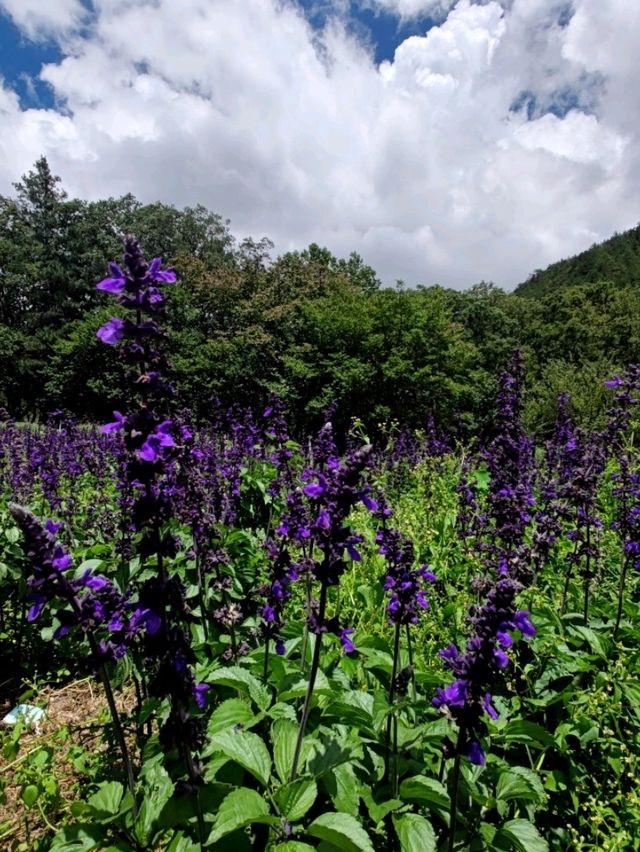 #武陵國家森林遊樂區-臺中區和平區