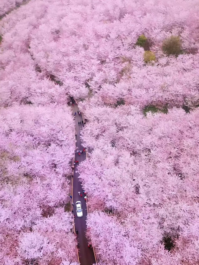 🌸 平壩櫻花海：藏在貴州安順的春日秘境