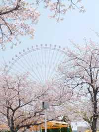 Yokohama Sakura: A Spring Blossom Experience