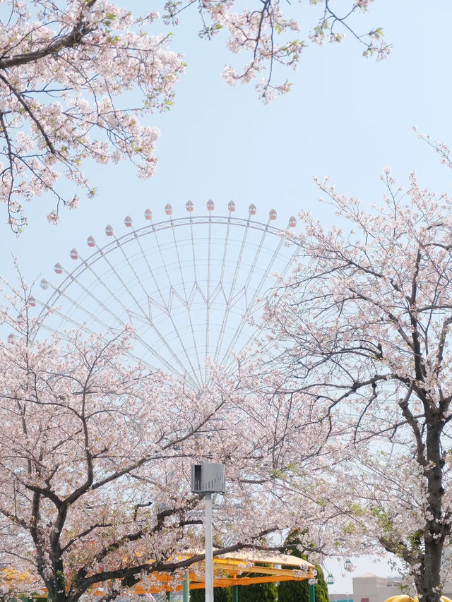 Yokohama Sakura: A Spring Blossom Experience