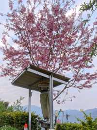 #英桃の天闊營地-新竹縣五峰鄉