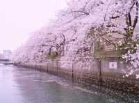 Ōoka River Cherry Blossom Walk: Yokohama's Best-Kept Sakura Secret