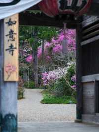 🌸✨ May Blossoms at Nyoiji Temple: A Secret Flower Wonderland 🌿🌺