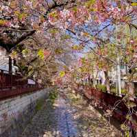 Jinhae (Yeojwacheon Stream)