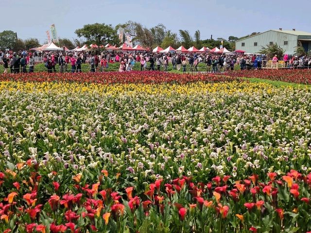 #桃園彩色海芋季-桃園市大園區