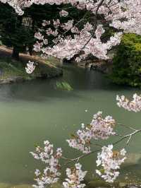 Sakura Viewing at Nakajima Park in Hokkaido