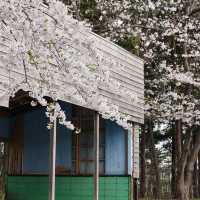 “Petals by the Lake: Sakura Reflections of Ashinoko” 