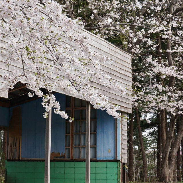 “Petals by the Lake: Sakura Reflections of Ashinoko” 