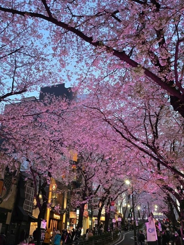Sakura moments in the middle of the crowd