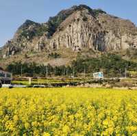 My Visit to Sanbangsan's Canola Fields