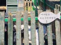 A Delightful Surprise at Jeju Cypress Forest