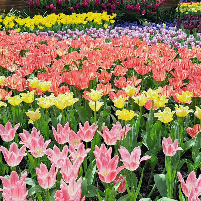 Tulip Fever in Full Bloom! 🇸🇬