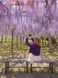 Kawachi Fuji-En สวยวิสเทอเรียที่สวยสุดในฟุกุโอกะ💜