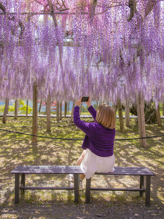 Kawachi Fuji-En สวยวิสเทอเรียที่สวยสุดในฟุกุโอกะ💜