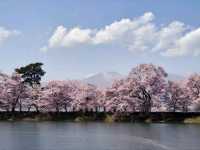 Sakura + Stillness, Rokudo no Tsutsumi Is Peak