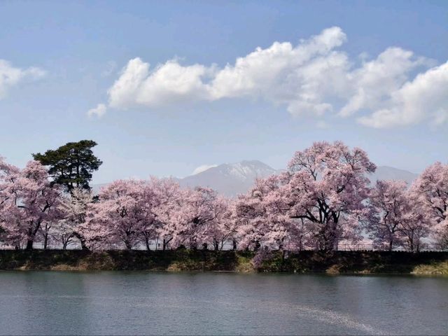 Sakura + Stillness, Rokudo no Tsutsumi Is Peak