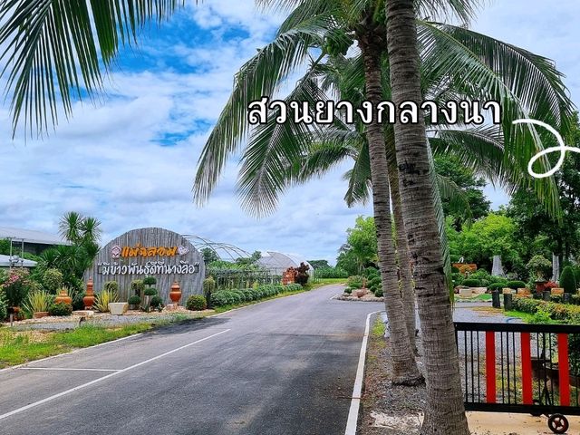 สวนยางกลางนา คาเฟ่ พักผ่อนท่ามกลางธรรมชาติ