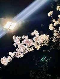 Ulsan in Bloom: A Coastal Cherry Blossom Escape