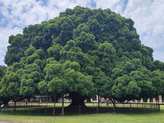 #國立成功大學-台南市東區
