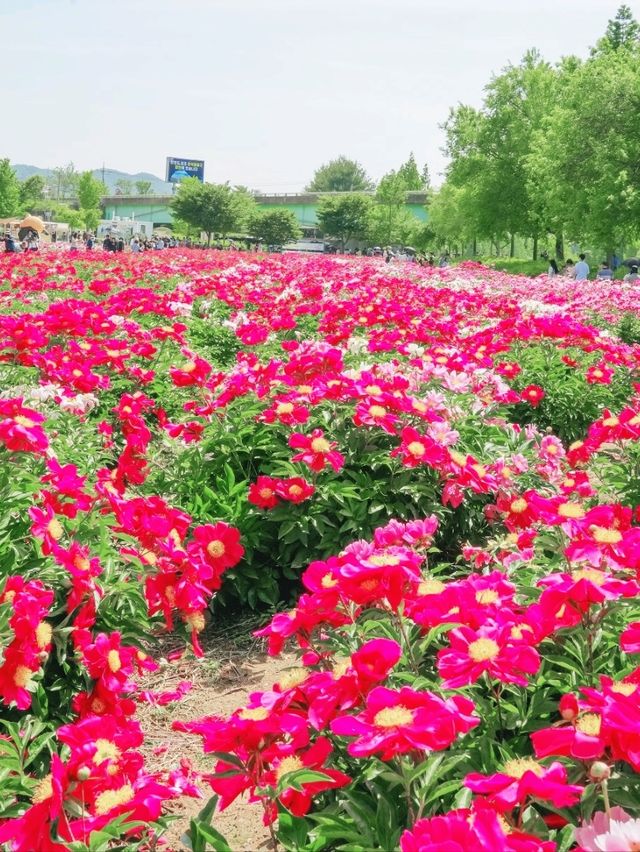 꽃바다 속 산책 - 합천 핫들생태공원 작약꽃밭