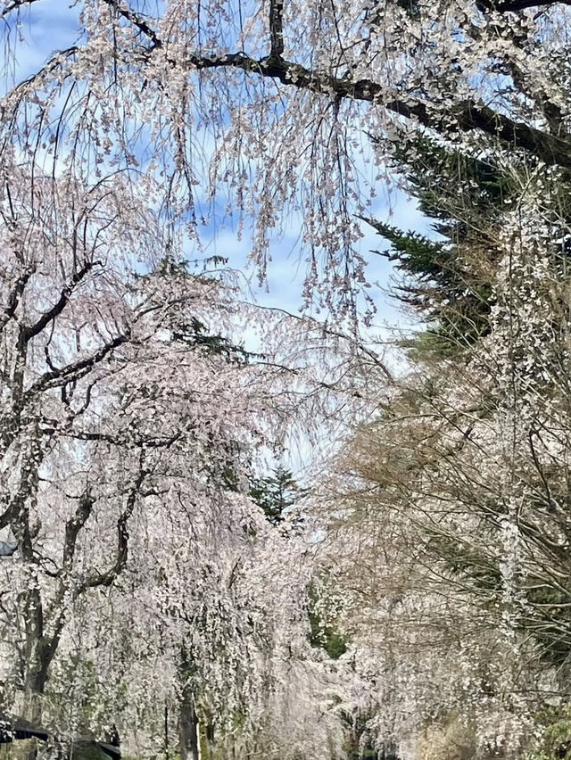 KAKUNODATE, AKITA | JAPAN’S SAMURAI TOWN IN FULL BLOOM 🌸🏯✨