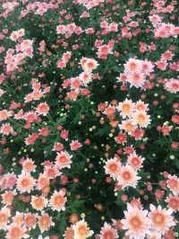 ตามหาทุ่งดอกไม้กลางหุบเขา 🌼