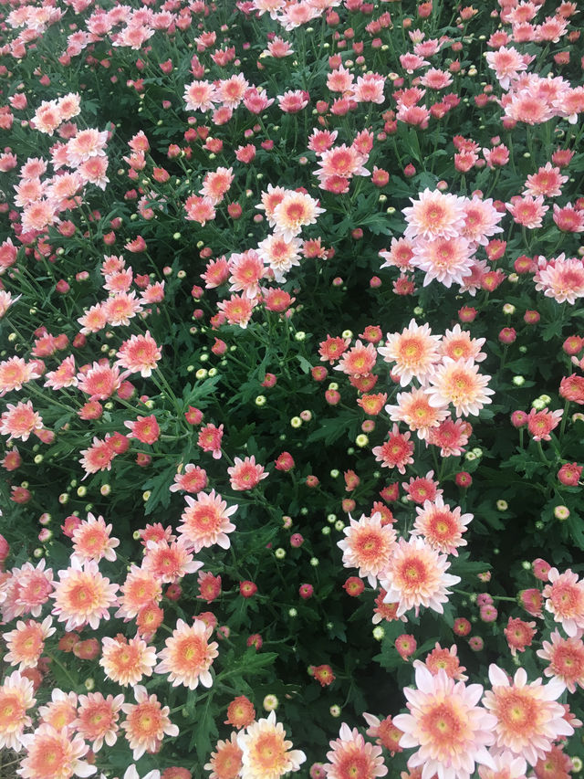 ตามหาทุ่งดอกไม้กลางหุบเขา 🌼