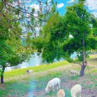 ISBJØRN Chiang Dao คาเฟ่และที่พักสไตล์แคมป์ปิ้ง