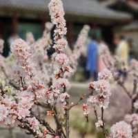 Pretty blooms at Changgyeonggung Palace
