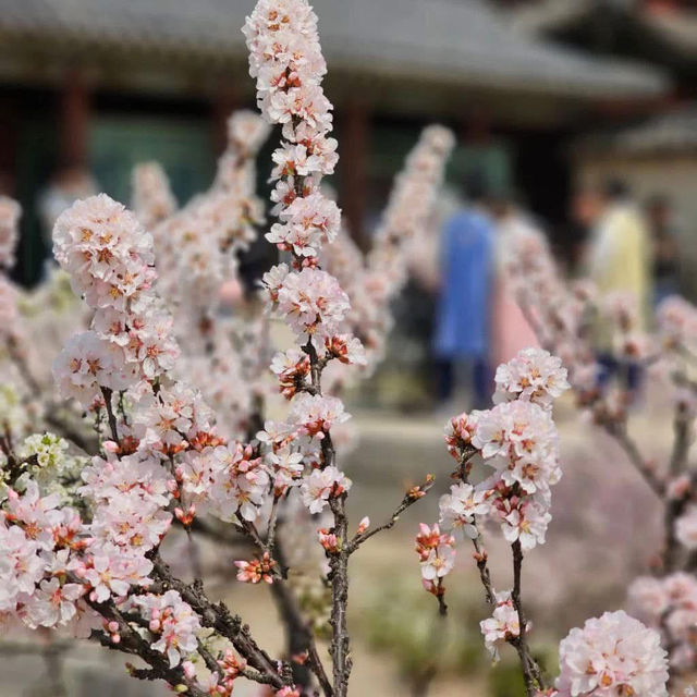 Pretty blooms at Changgyeonggung Palace