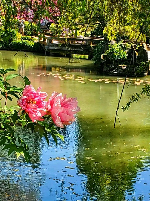 Dr. Sun Yat-Sen Classical Chinese Garden – A Tranquil Oasis in Vancouver’s Chinatown