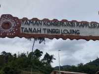 A Hidden Encounter Deep in Cameron Highlands — Chasing the Elusive Rafflesia 🌺