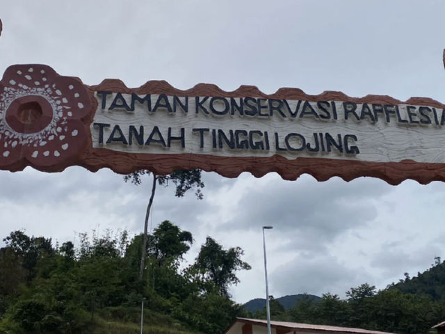 A Hidden Encounter Deep in Cameron Highlands — Chasing the Elusive Rafflesia 🌺