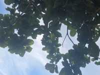 Summer Holiday Pangkor Island