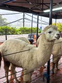 Cameron Highland, Pahang